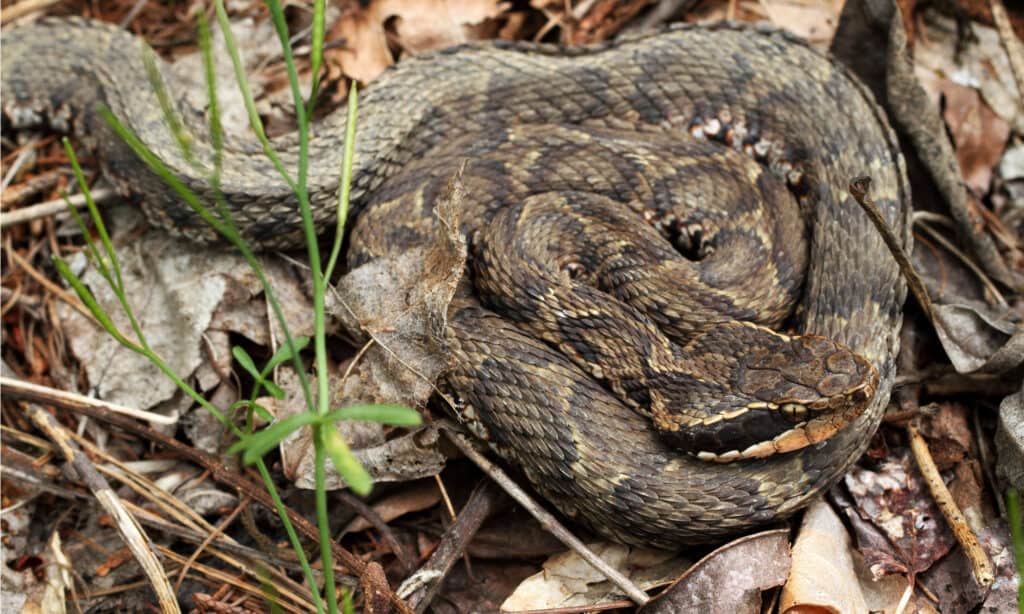 Mamushi Snake