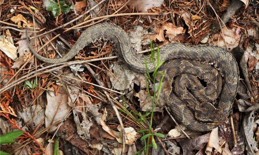 Mamushi Snake