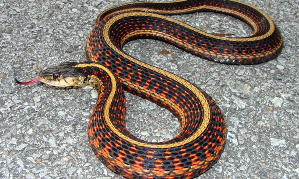 This is a photo of a beautiful Red-Sided Garter Snake (Thamnophis sirtalis parietalis), native to the western United States and parts of Canada.