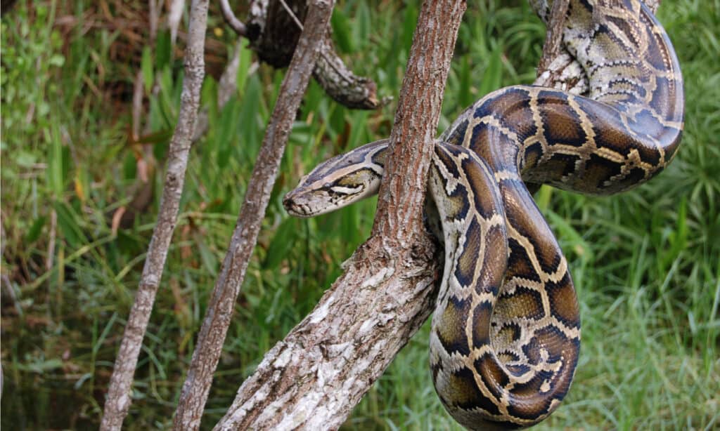 Meet The Florida Snake Hunters That Have Killed More Than 1 000   Shutterstock 83447008 1024x614 