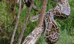 What Was the Largest Python Captured in Florida in 2022? Picture