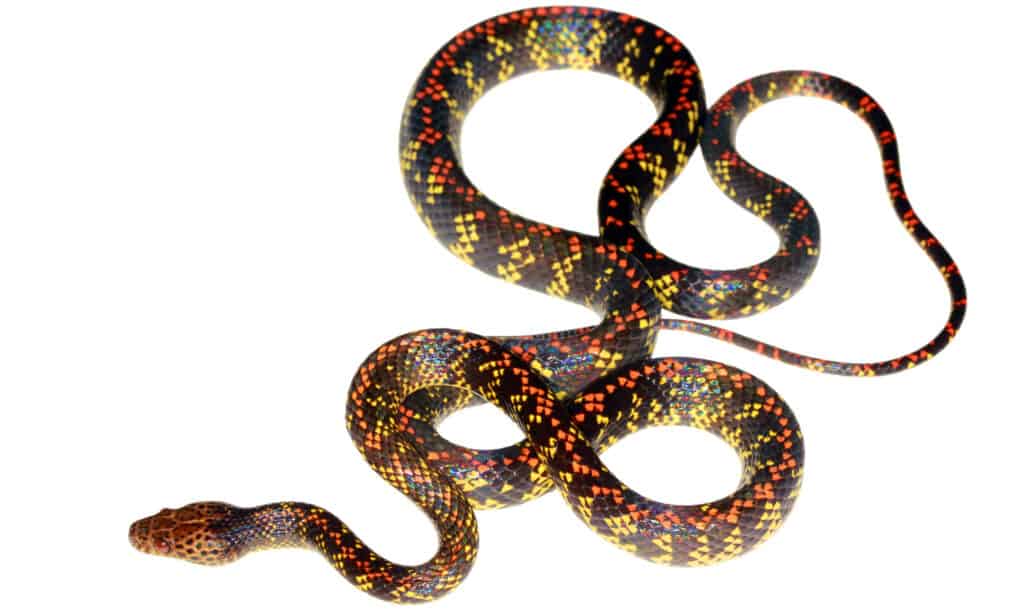 Checkerbelly or Checker-bellied Snake