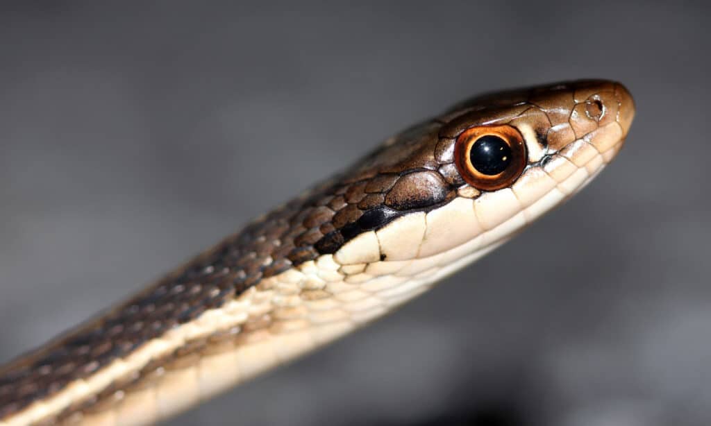 Southern Ribbon Snake