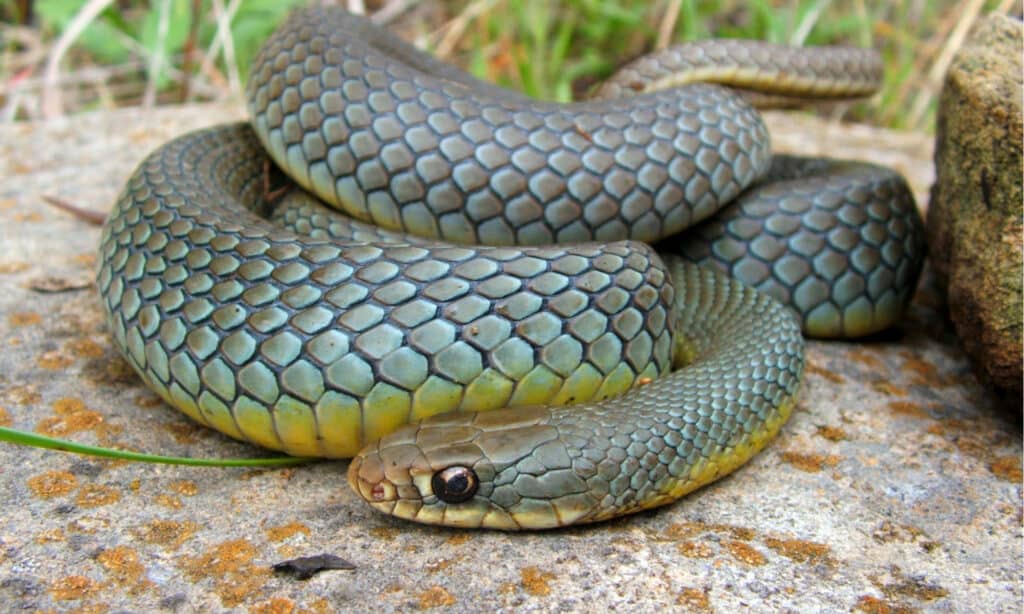 snakes of the mississippi river