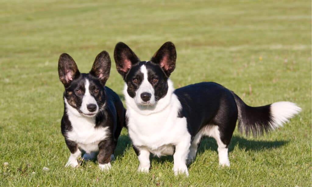 Cardigan Welsh Corgi vs Pembroke Welsh Corgi