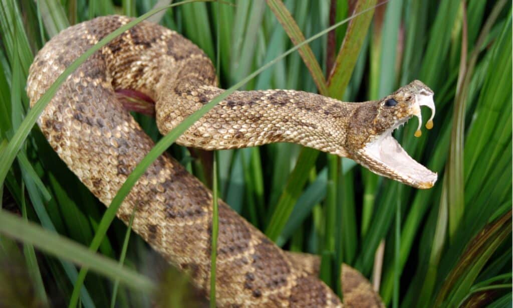 Rattlesnake with fangs and venom