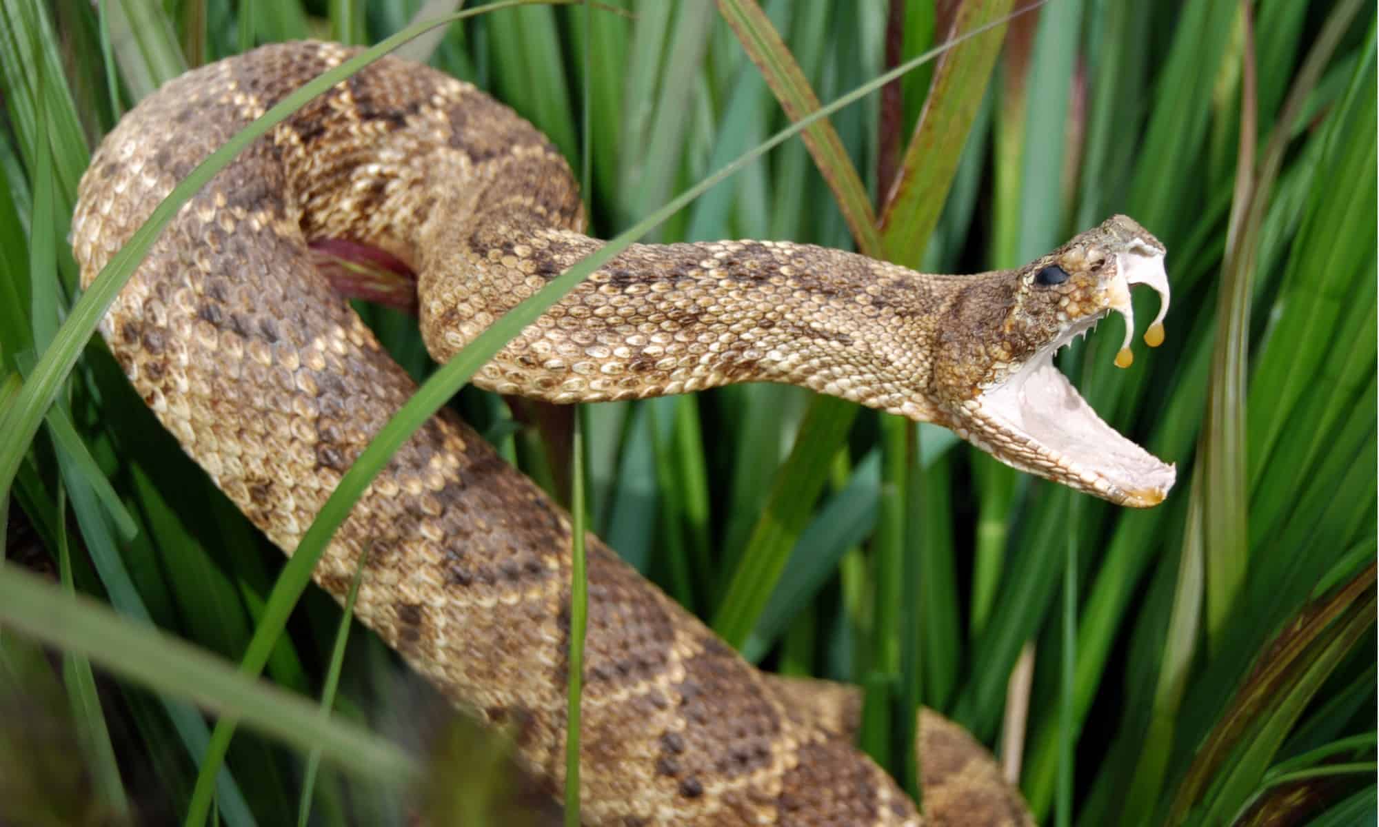 Rattlesnake with its mouth open in tall grass