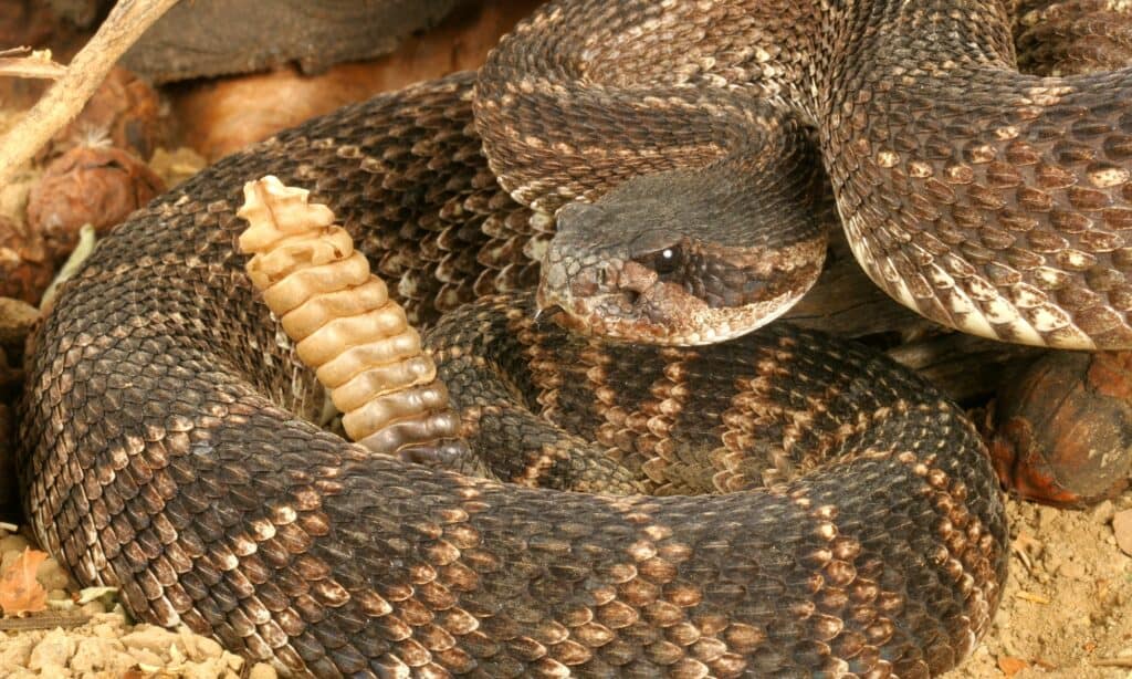 Southern Pacific Rattlesnake (Crotalus viridis helleri)