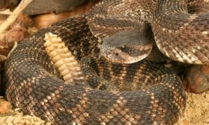 92 Rattlesnakes Under One House: Discover the Most Snake-Filled Places on Earth Picture