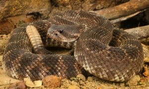Watch What Happens When a Man Sneaks Up on a Sleeping Rattlesnake Picture
