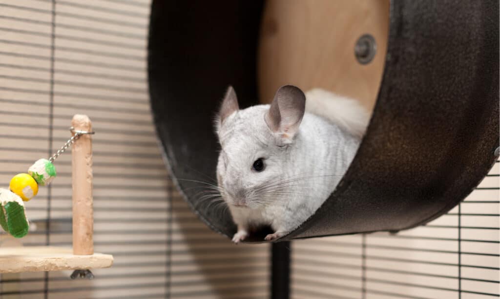 do chinchillas sleep with their eyes open