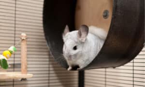 The Best Toys for Chinchillas Picture