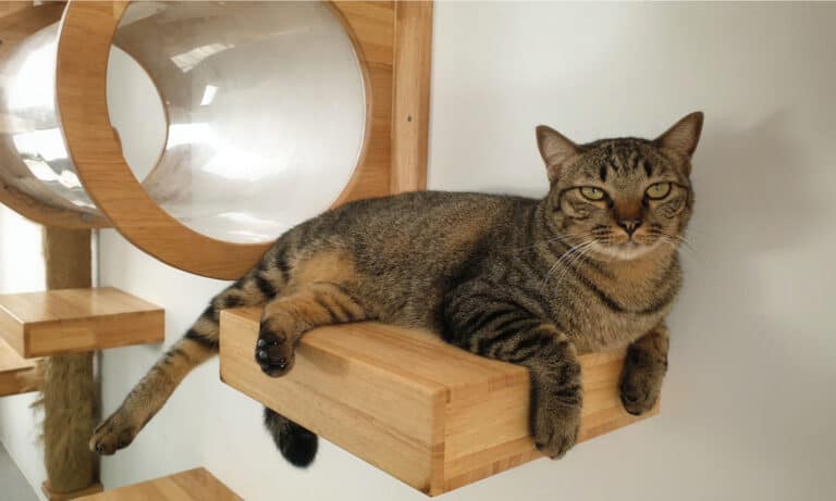 wall mounted cat tree