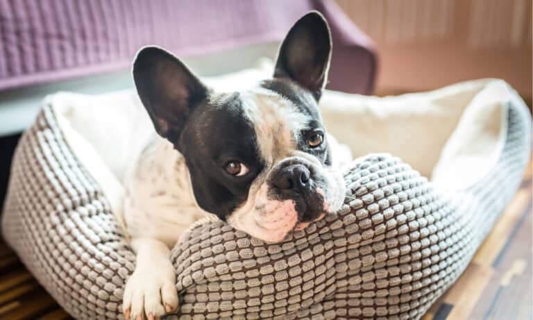 A dog cuddles up in a washable dog bed.