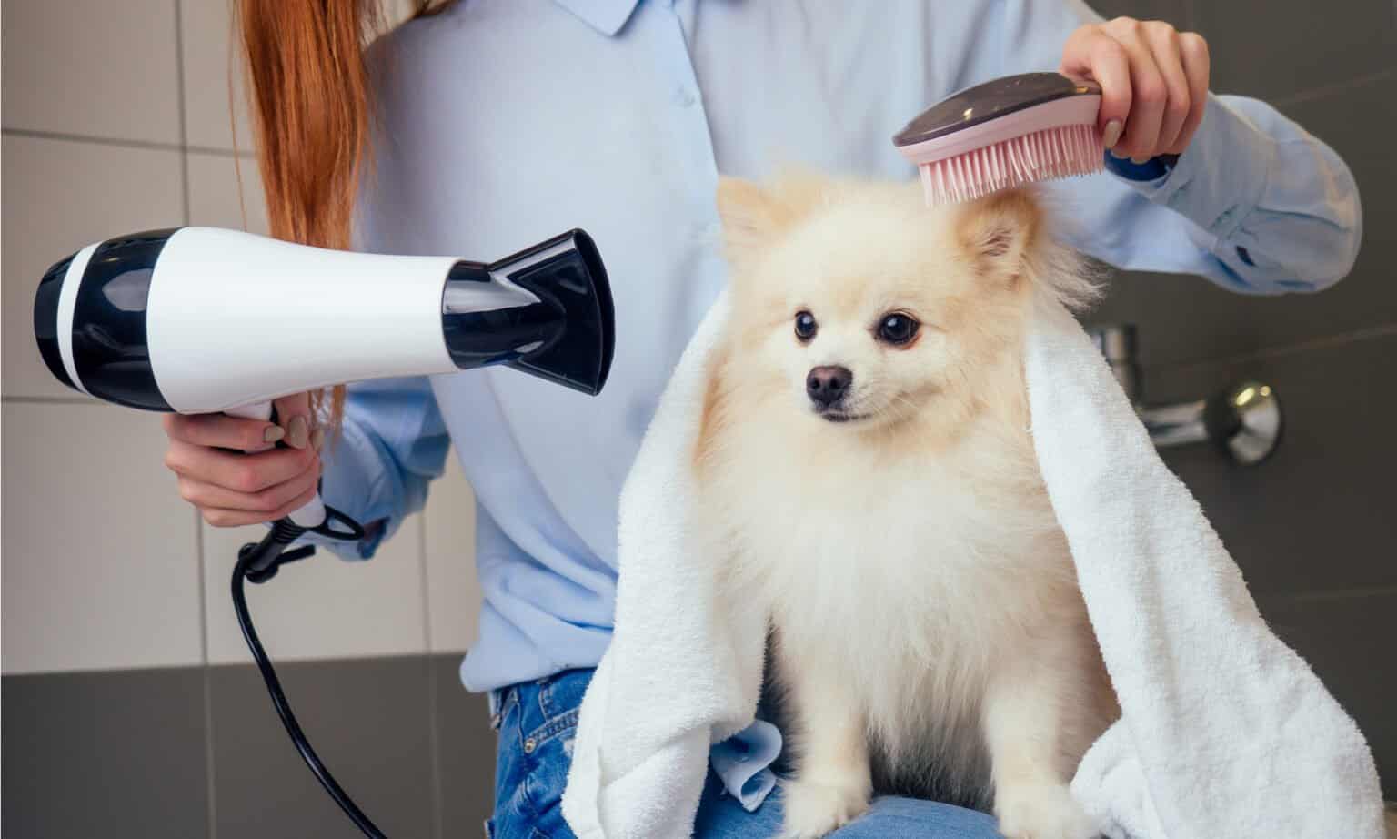 9 Steps for Safely Blow Drying Your Dog's Fur at Home AZ Animals