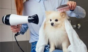 9 Steps for Safely Blow Drying Your Dog’s Fur at Home Picture