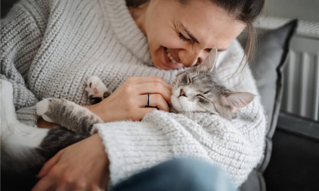 Why Do Cats Knead Blankets IMP WORLD