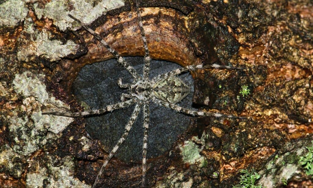 White-Banded Fishing Spider