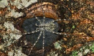 The 6 Largest Spiders Found in Michigan Picture