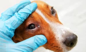 Red Eyes In Dogs: Causes, Symptoms, And Solutions Picture