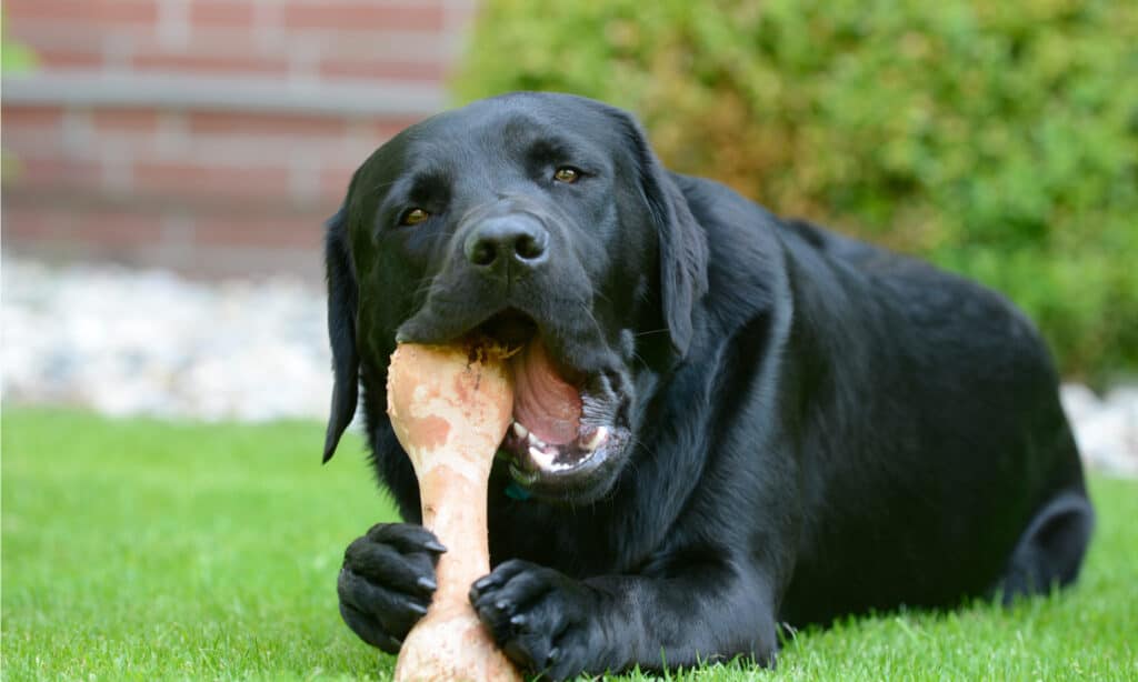 are cooked ham bones safe for dogs to eat