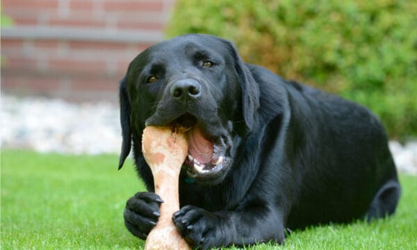 Can Dogs Eat Ham Bones? What Are the Risks? - A-Z Animals