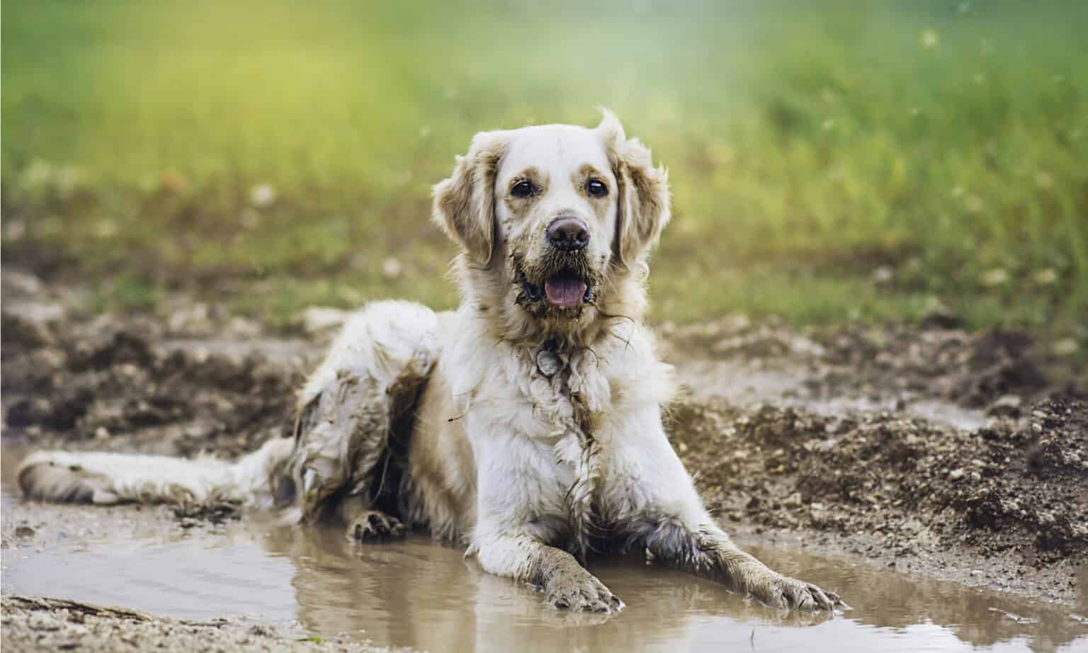 Curated visual reference: Fresh Look at Dog Eating Dirt Here S Why And What To Do