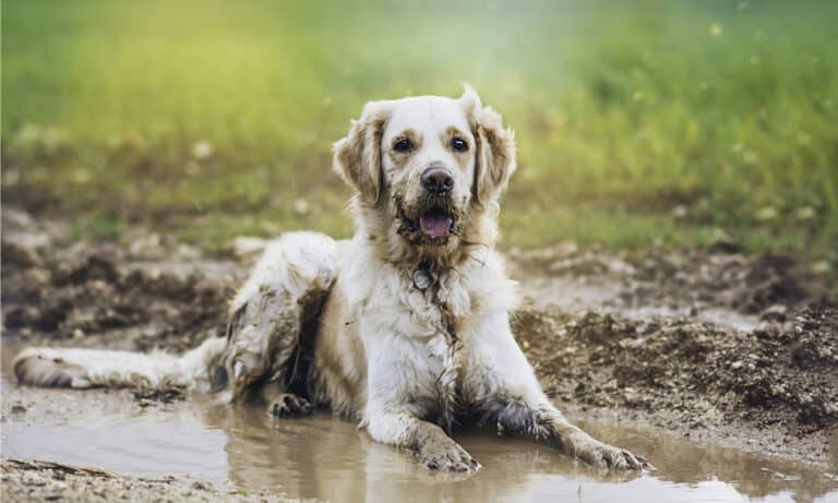 why do dogs eat dirt