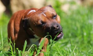 Why Your Dog is Eating Grass, and What To Do About It Picture