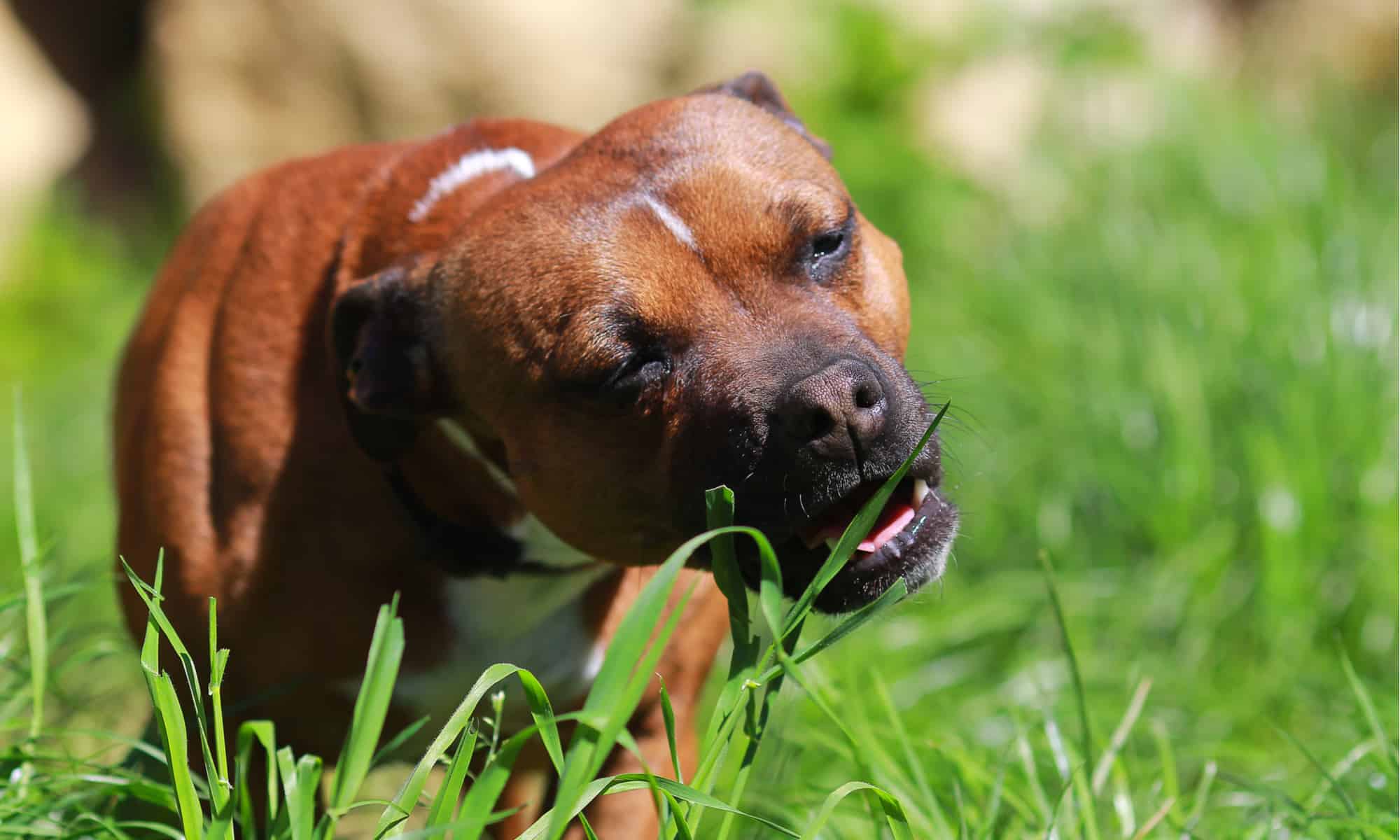 Собака ест траву
