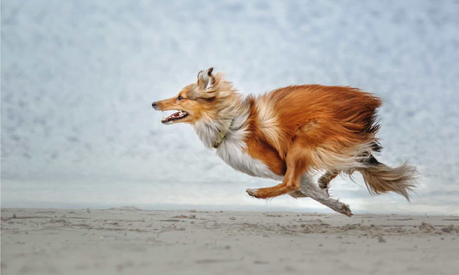 Shetland Sheepdog Lifespan: How Long Do Shelties Live? - A-Z Animals