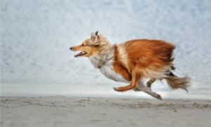Your Dog’s Zoomies: The ‘Hyper Run’ Explained Picture