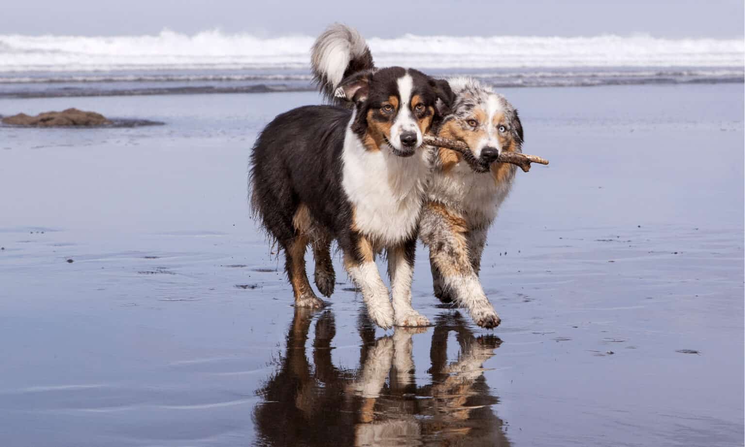 Australian Shepherd - A-Z Animals