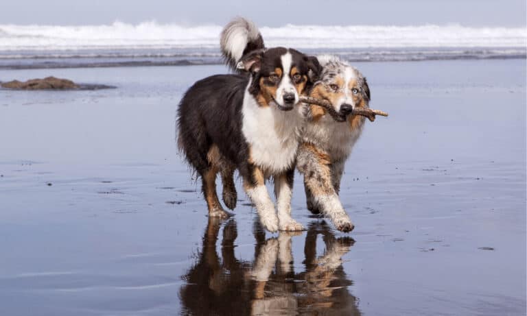 why do dogs hump
