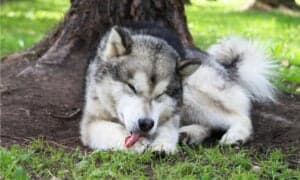 Why Dogs Lick Themselves, and What to To About It Picture