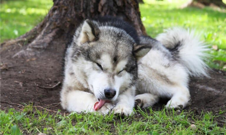 why do dogs lick themselves