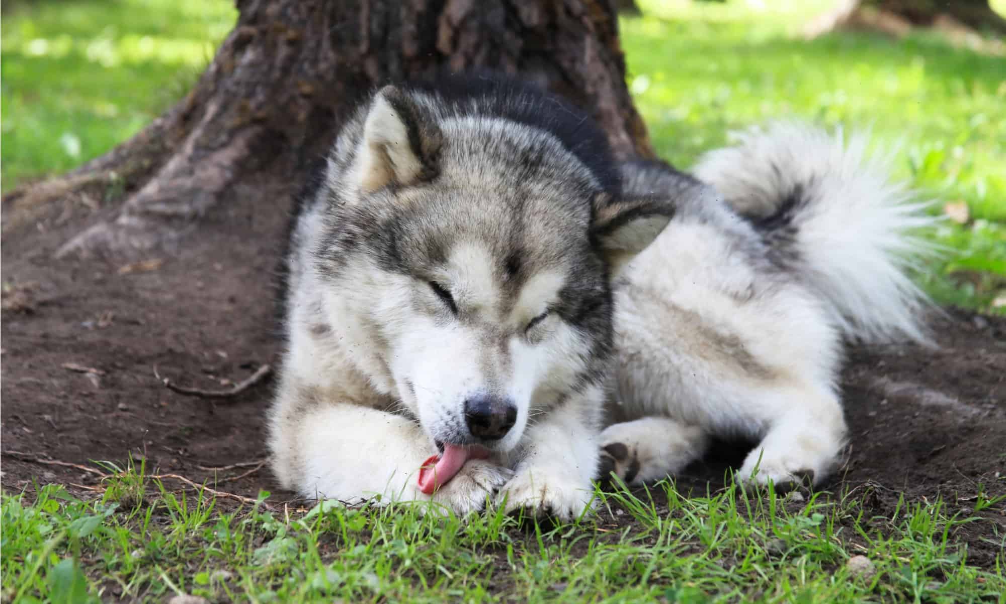 Why Dogs Lick Themselves And What To To About It A Z Animals