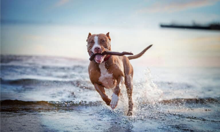 why do dogs like sticks