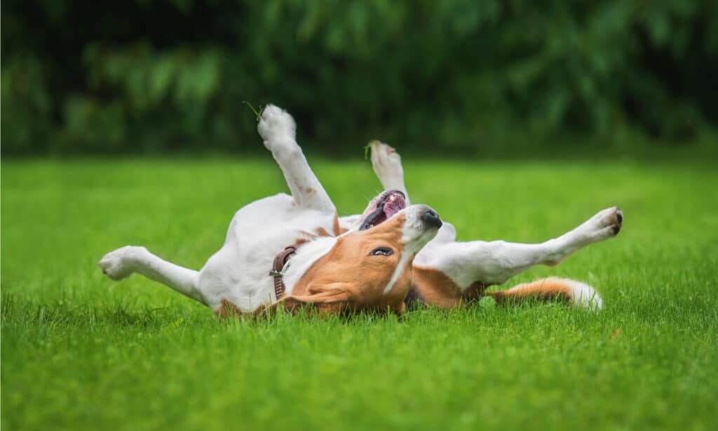 are treated lawns dangerous to dogs