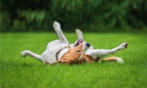 Why Do Dogs Roll in the Grass? 3 Reasons, and 2 Risks Picture