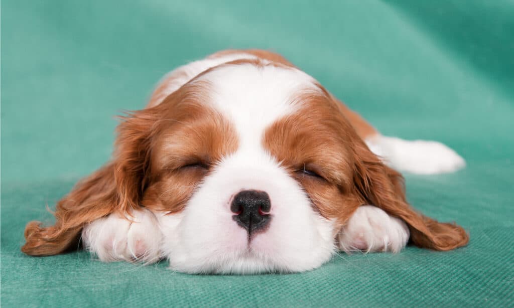 spaniel puppy