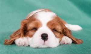 King Charles Spaniel vs Cavalier King Charles Spaniel: 5 Differences Picture