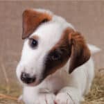 A smooth-haired fox-terrier of a white color with red spots lies indoors on a bed covered with hay and tilts its head.