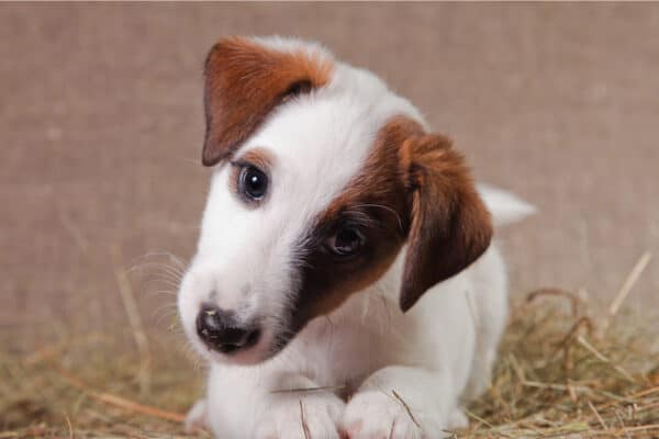 A smooth-haired fox-terrier of a white color with red spots lies indoors on a bed covered with hay and tilts its head.