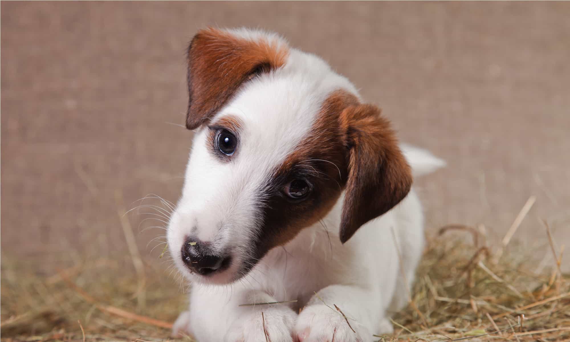 why do dogs turn their heads sideways when you talk to them