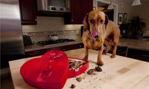 Why Is Chocolate So Bad For Dogs? What Are The Real Reasons? Picture