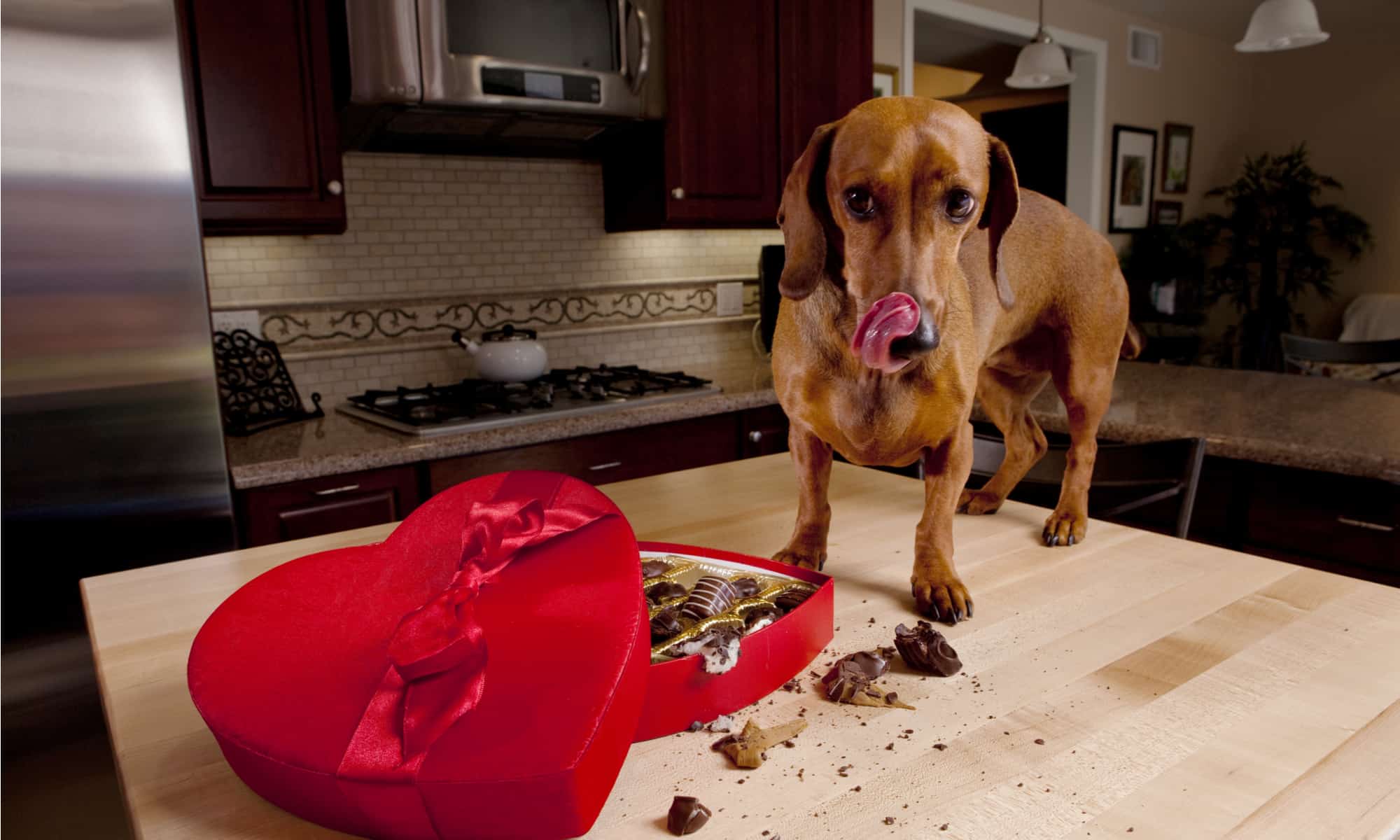 why is chocolate bad for dogs