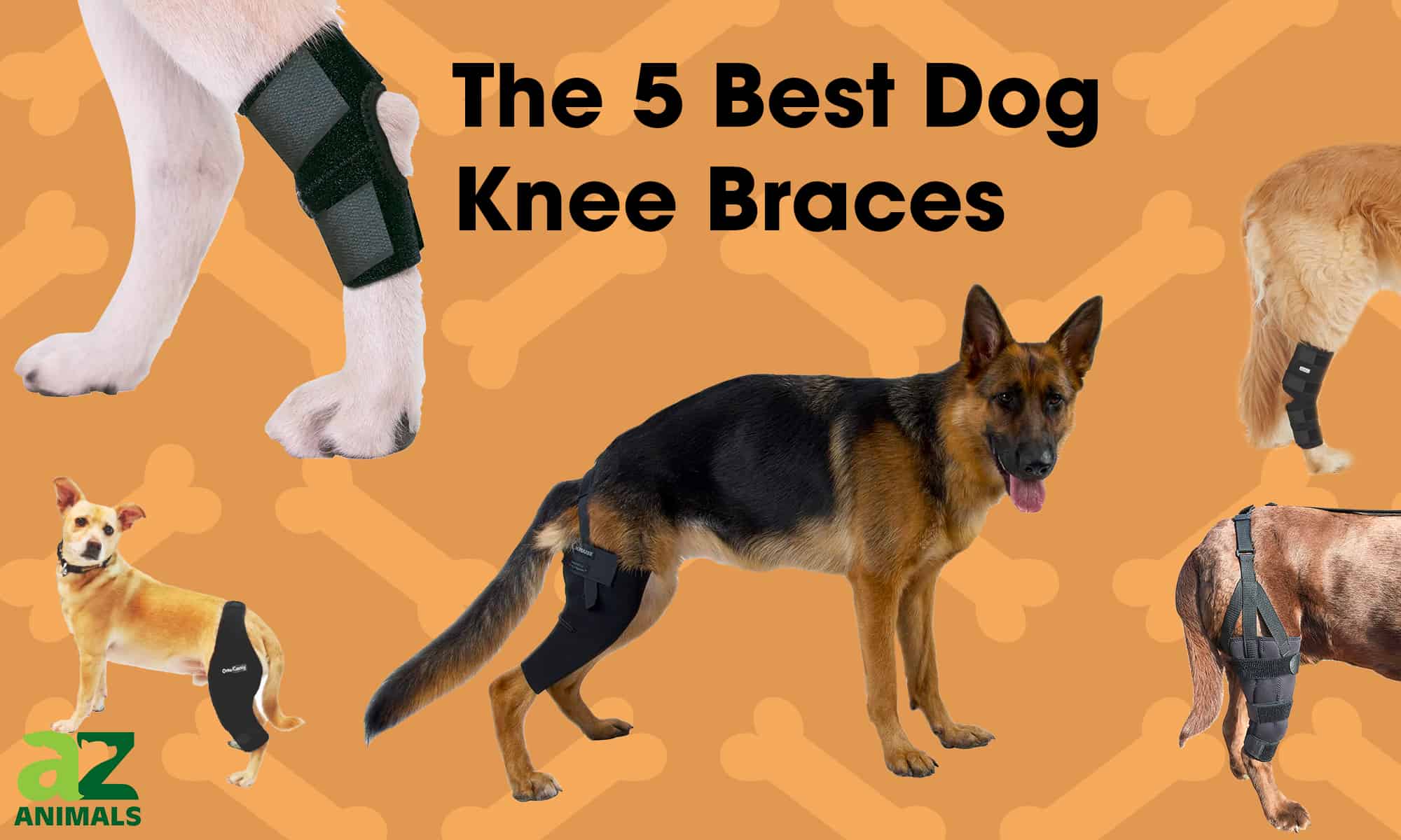 Dogs wear two different types of leg braces