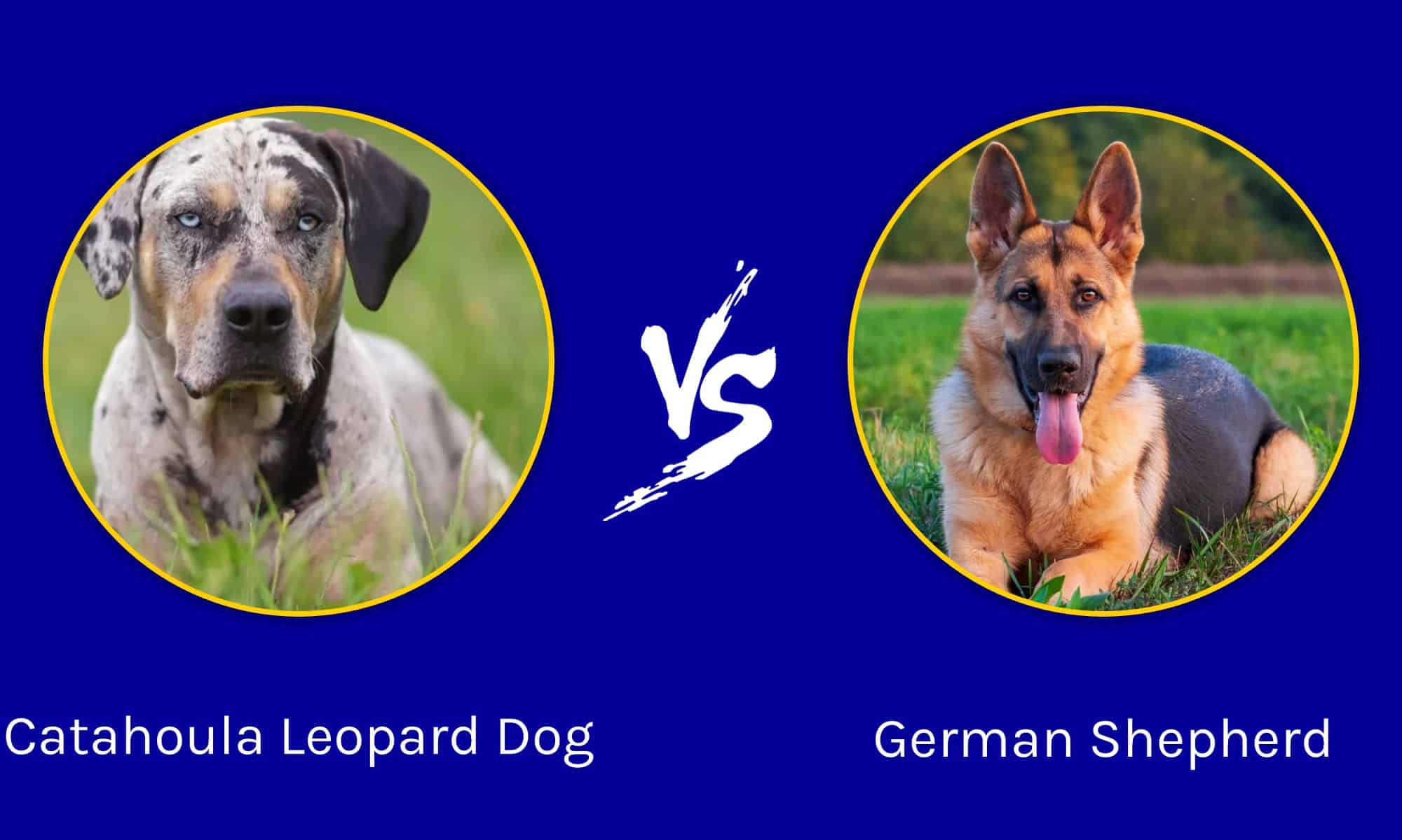 Catahoula Leopard Dog vs German Shepherd: What Are Their Differences ...