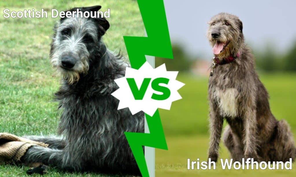 Scottish Deerhound vs Irish Wolfhound